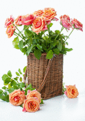 Roses fra&icirc;ches dans un panier &eacute;l&eacute;gant